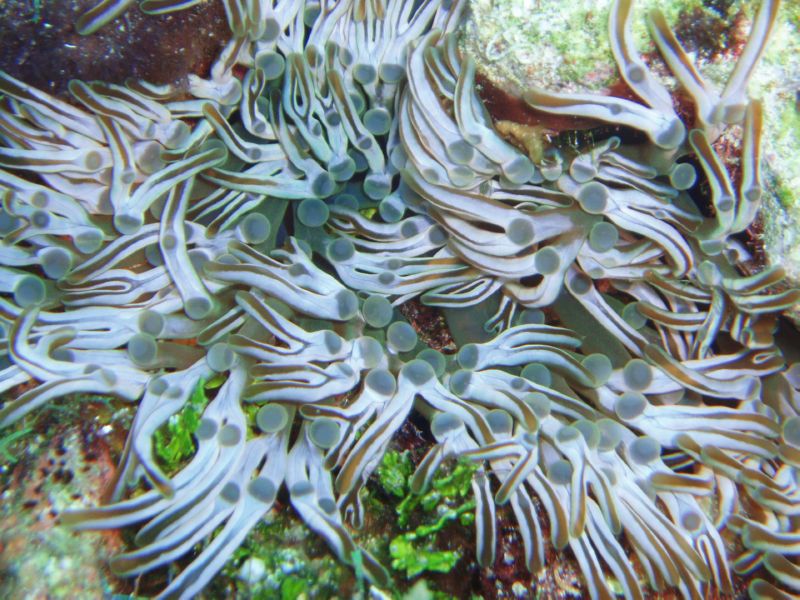 branching anenome